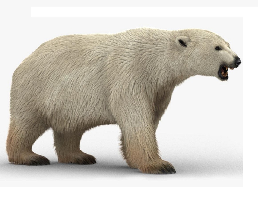 Белый медведь на английском - Polar bear